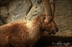 il Riposo del Guerriero il Riposo del Guerriero