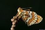 Melitaea Melitaea