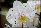 orchidea cymbidium pundinata....