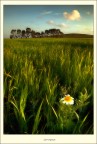 Springing Springing