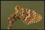 Melitaea Melitaea