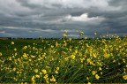 primavera primavera