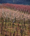 primavera primavera
