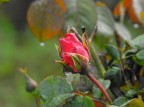Rosa Rosa