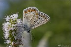 Sulla mentuccia Sulla mentuccia