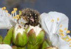 Oxythyrea funesta Oxythyrea funesta