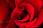 vortex of passion