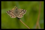 Pyrgus malvae Pyrgus malvae