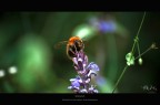 Bombus