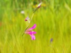 Fiore di campo Fiore di campo