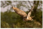 Volo Volo