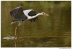 Volo con preda Volo con preda