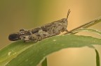 Aiolopus strepens Aiolopus strepens