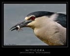 Nitticora Nitticora