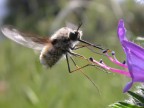 bombicilius major bombicilius major
