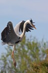Ardea cinerea Ardea cinerea