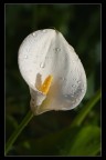 Calla Calla