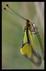 libelluloides libelluloides
