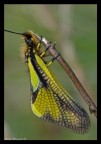 libelloides libelloides