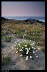 Flowers on the dunes Flowers on the dunes