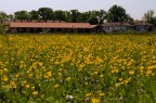 La cascina nel campo La cascina nel campo