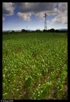 CHE NE SAI TU DI UN CAMPO DI GRANO-CAMPO ELETTRICO CHE NE SAI TU DI UN CAMPO DI GRANO-CAMPO ELETTRICO