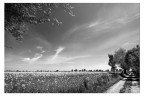 Primavera Primavera
