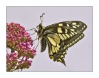 Papilio machaon Papilio machaon