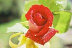 rosa rosa