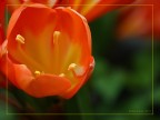 Fiorellino arancio Fiorellino arancio