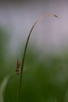 Sampei Sampei