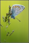 farfalla farfalla