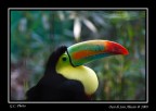 Tucano Tucano