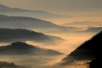 alba alba