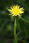 Il... giallo Il... giallo