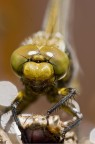 Libellula....incontro ravvicinato Libellula....incontro ravvicinato