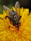 Mosca Mosca