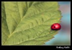 coccinella
