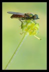 Chloromyia formosa Chloromyia formosa