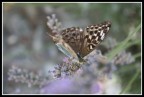 farfallina farfallina