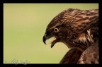 Aquila Aquila