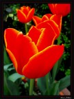 il tulipano il tulipano