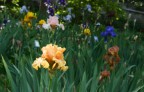 Iris Iris