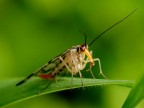 Mosca scorpione Mosca scorpione