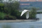 la garzetta cerca un nuovo appostamento per la pesca la garzetta cerca un nuovo appostamento per la pesca