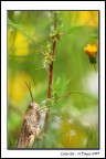Locusta Locusta