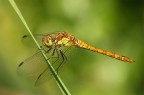 Ancora Libellula. Ancora Libellula.