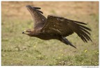 Volando Volando