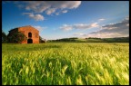 Spighe paesaggio Vald'elsa -Toscana Spighe paesaggio Vald'elsa -Toscana