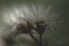 Il Fantasma Del Fiore Il Fantasma Del Fiore